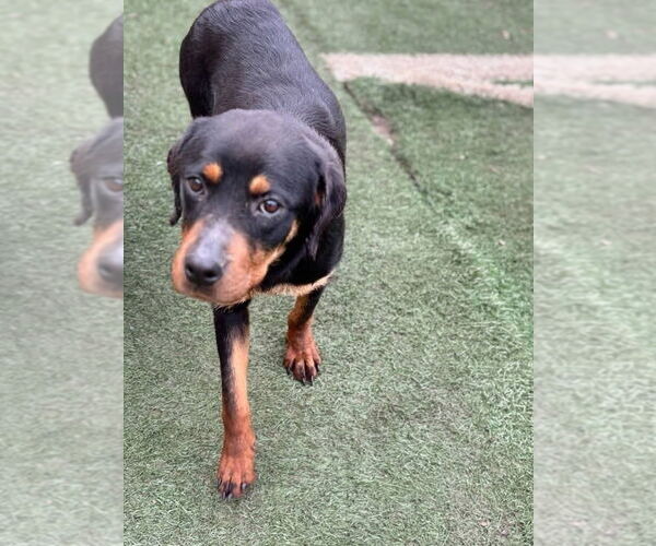 Medium Photo #5 Rottweiler Puppy For Sale in garner, NC, USA