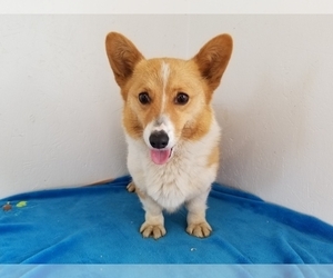 Mother of the Pembroke Welsh Corgi puppies born on 04/14/2019