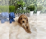 Small Photo #5 Cavapoo Puppy For Sale in INDIANAPOLIS, IN, USA