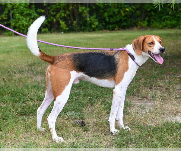 Medium Photo #2 Mutt Puppy For Sale in Glen Allen, VA, USA
