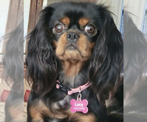 Mother of the Cavalier King Charles Spaniel puppies born on 04/30/2024