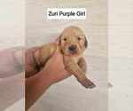 Puppy Purple Golden Retriever