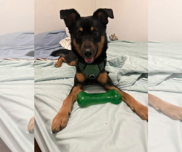 Medium Photo #5 Australian Kelpie-Unknown Mix Puppy For Sale in Germantown, OH, USA