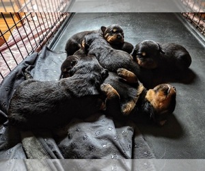Rottweiler Puppy for sale in RIEGELWOOD, NC, USA