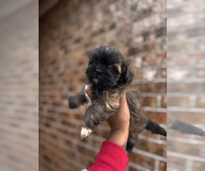 Shih Tzu Puppy for sale in KILLEEN, TX, USA