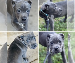 Cane Corso Puppy for sale in ANDERSON, IN, USA