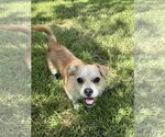 Small #2 Mutt