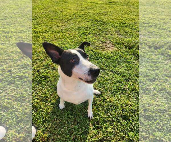 Medium Photo #4 Border Collie-Unknown Mix Puppy For Sale in Lee's Summit, MO, USA