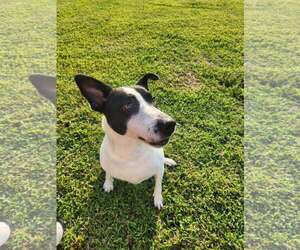 Maizy - Courtesy Listing - Female Border Collie-Unknown Mix Dog for Adoption - Photo #4
