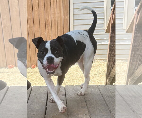 Medium Photo #2 American Pit Bull Terrier-Unknown Mix Puppy For Sale in Wetumpka, AL, USA