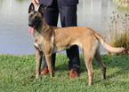 Small Photo #1 Belgian Malinois Puppy For Sale in VALPARAISO, IN, USA