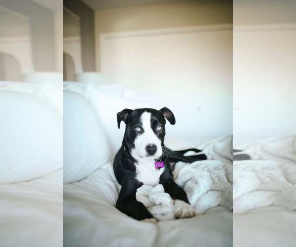 Medium Photo #7 American Staffordshire Terrier-Siberian Husky Mix Puppy For Sale in La Verne, CA, USA