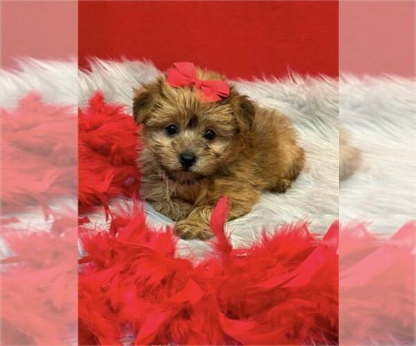 Medium Photo #27 Yorkshire Terrier Puppy For Sale in WEST PALM BEACH, FL, USA