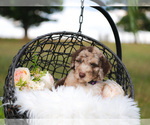 Small Photo #3 Aussiedoodle Puppy For Sale in STRAFFORD, MO, USA