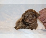 Small #13 ShihPoo