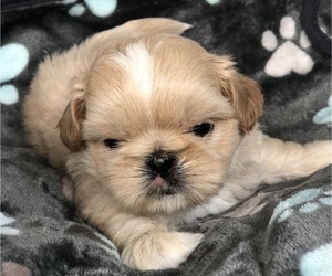 Shih Tzu Puppy for Sale in MILTON, Florida USA