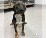 Small #2 Mutt