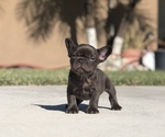 Small #5 French Bulldog