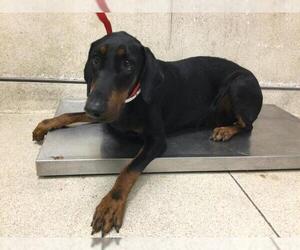 Doberman Pinscher Dogs for adoption in Riverside, CA, USA