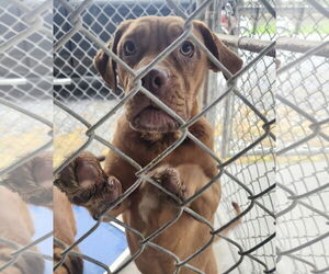 Boxweiler Dogs for adoption in Pottstown, PA, USA