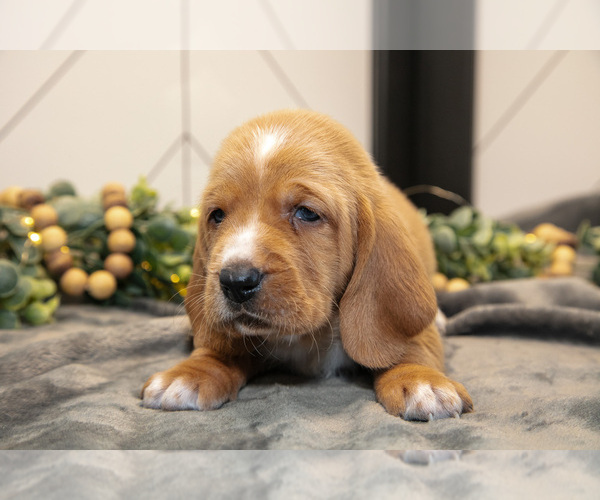 Medium Photo #9 Basset Hound Puppy For Sale in FRESNO, OH, USA
