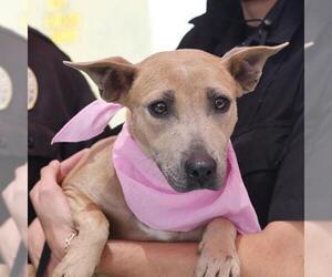 Mutt Dogs for adoption in San Antonio, TX, USA