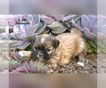 Small #3 Shih Tzu