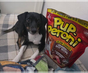 Mutt Dogs for adoption in Buffalo, MN, USA