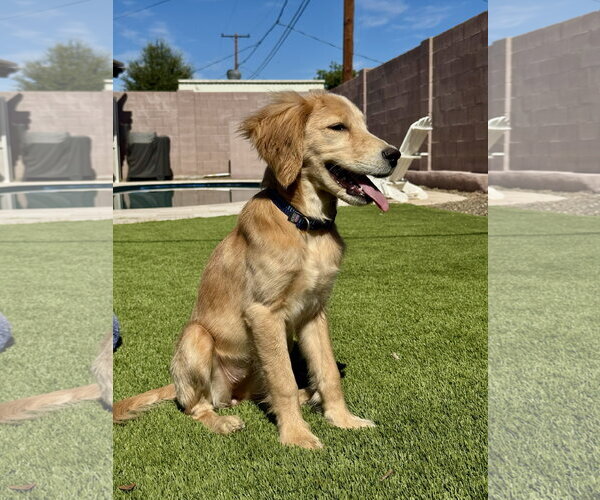 Medium Photo #2 Golden Retriever Puppy For Sale in Glendale , AZ, USA
