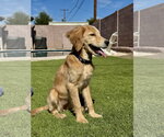 Small #1 Golden Retriever