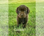 Puppy 1 Labrador Retriever