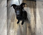 Small German Shepherd Dog Mix