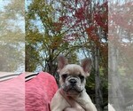 Small Photo #10 French Bulldog Puppy For Sale in GREENSBORO, NC, USA