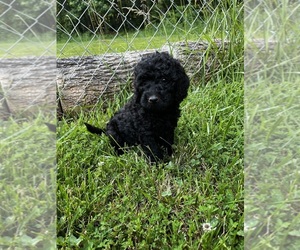 Goldendoodle (Miniature) Puppy for sale in MOCKSVILLE, NC, USA
