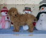 Small #1 Goldendoodle