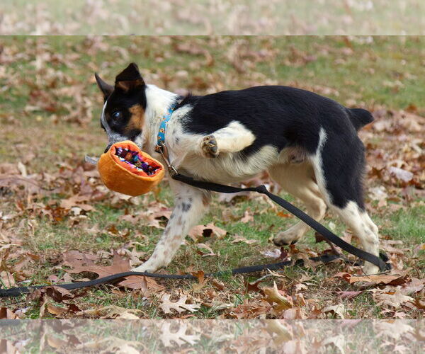 Medium Photo #3 Mutt Puppy For Sale in Garden City, NY, USA
