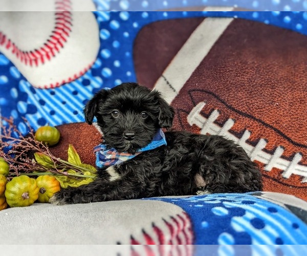 Medium Photo #7 YorkiePoo Puppy For Sale in OXFORD, PA, USA