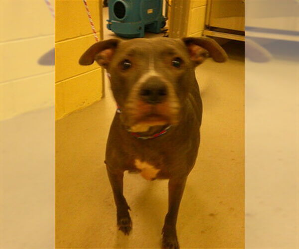 Medium Photo #1 Mutt Puppy For Sale in Sanford, FL, USA