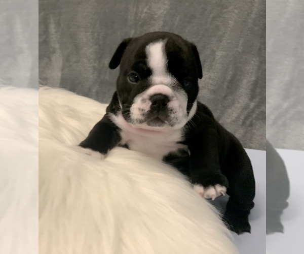 Medium Photo #8 Bulldog Puppy For Sale in JACKSONVILLE, FL, USA