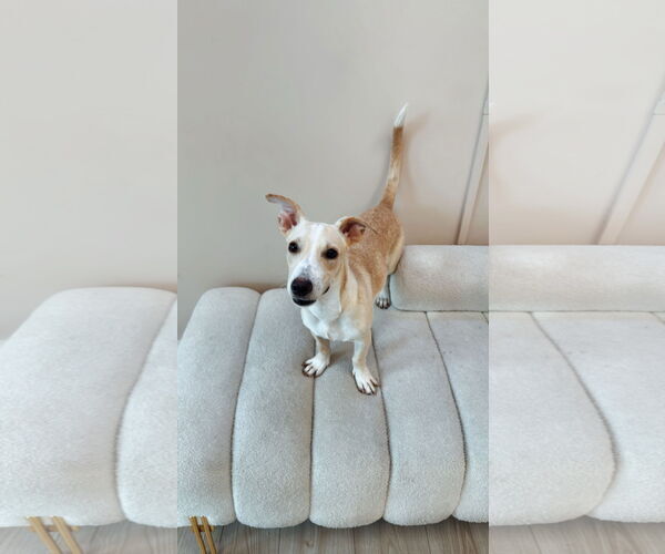 Medium Photo #2 Carolina Dog Puppy For Sale in miami, FL, USA