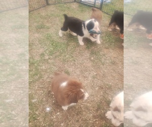 North American Shepherd Puppy for sale in STOCKTON, MO, USA