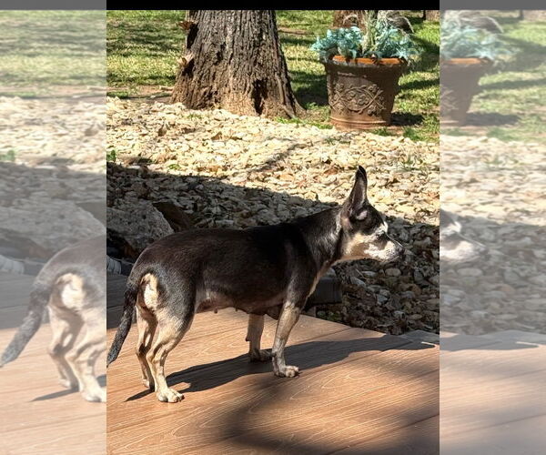 Medium Photo #4 Chihuahua-Unknown Mix Puppy For Sale in Euless, TX, USA