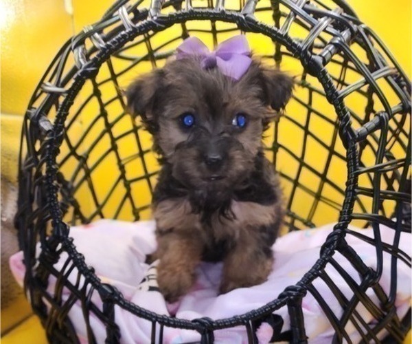 Medium Photo #2 YorkiePoo Puppy For Sale in BLUE MOUND, TX, USA