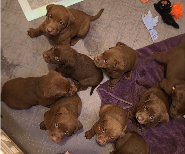 Medium Photo #10 Labrador Retriever Puppy For Sale in MOUNT VERNON, WA, USA