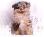 Small Photo #73 Pomeranian Puppy For Sale in WARSAW, IN, USA