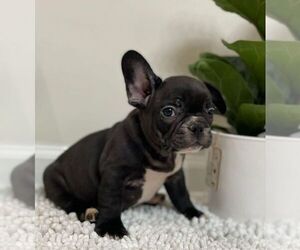 French Bulldog Puppy for sale in JOHNS ISLAND, SC, USA