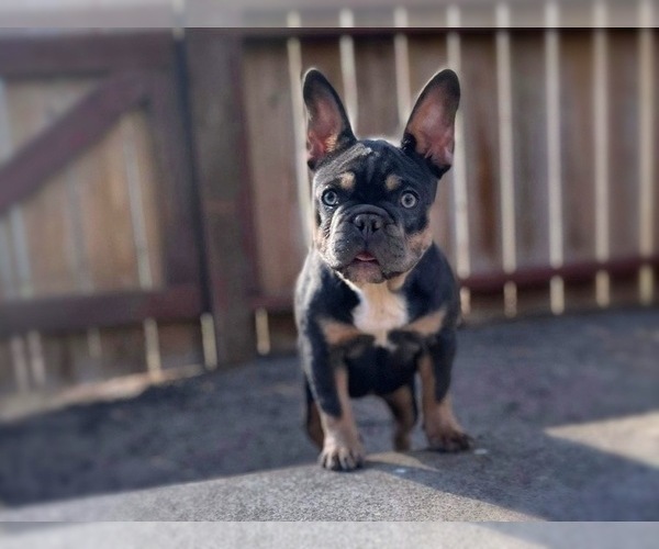 Full screen Photo #2 French Bulldog Puppy For Sale in OJAI, CA, USA
