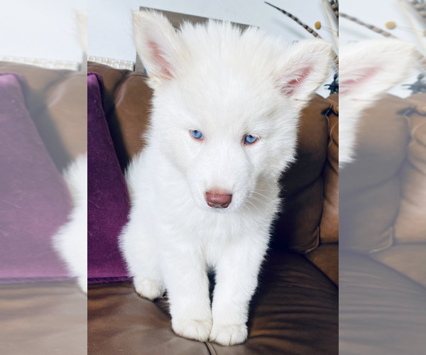 Medium Photo #3 Siberian Husky Puppy For Sale in ENCINO, CA, USA