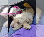 Small #3 Mutt