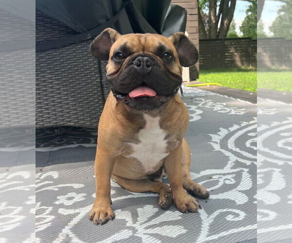 Medium Photo #6 French Bulldog Puppy For Sale in St. Louis Park, MN, USA